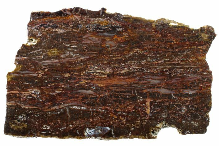 Polished Petrified Wood Rip-Cut - Live Oak County, Texas #163657
